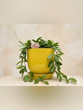 Yellow Ceramic Planter with Saucer, 5 Inch Textured Plant Pot for Houseplants